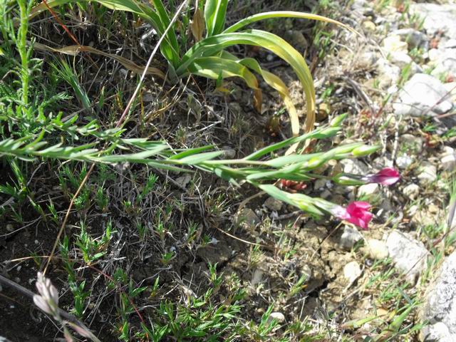 Linum decumbens / Lino rosso